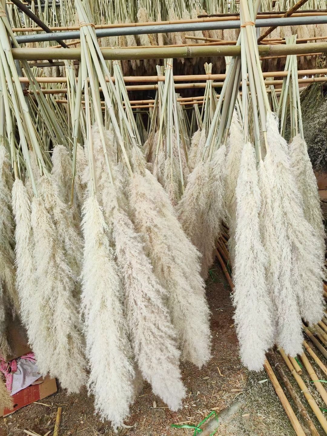Wholesale Dried Pampas Grass Decor artificial flowers beige Natural Large Pampas Grass For wedding home hotel