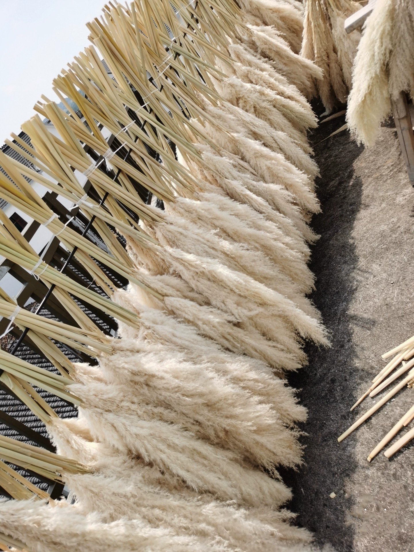Wholesale Dried Pampas Grass Decor artificial flowers beige Natural Large Pampas Grass For wedding home hotel