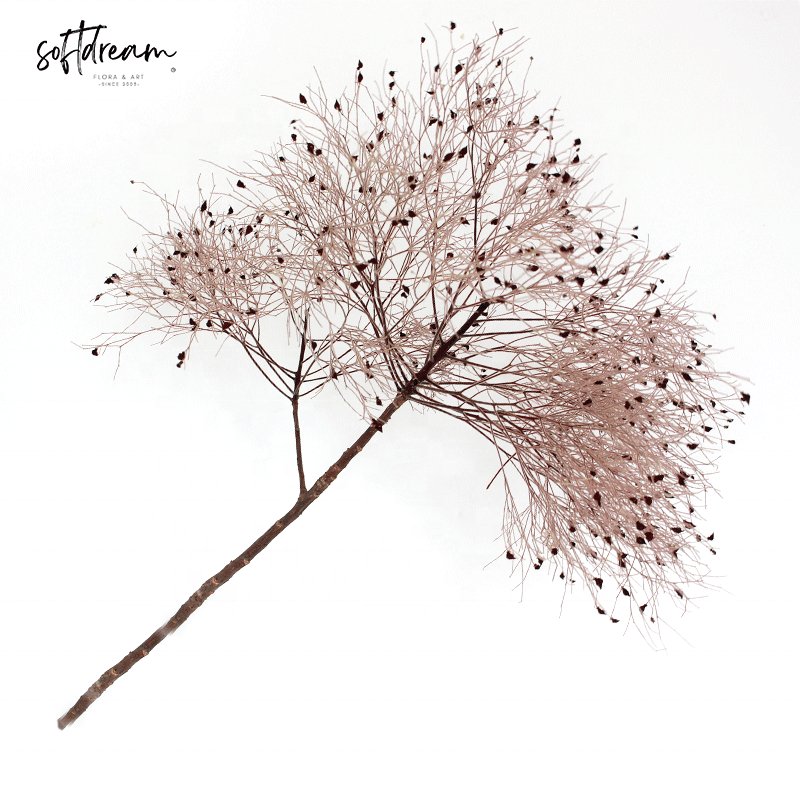 Wholesale Colorful Natural Cotinus coggygria Preserved Dried Flower Bouquet for Home Decor Floral Arrangements