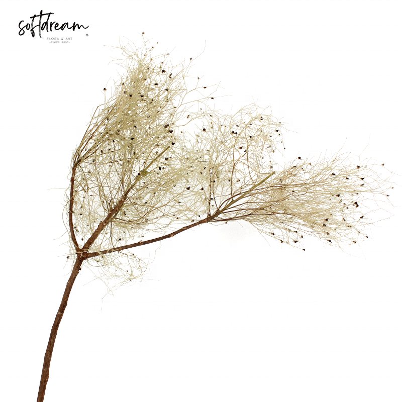 Wholesale Colorful Natural Cotinus coggygria Preserved Dried Flower Bouquet for Home Decor Floral Arrangements