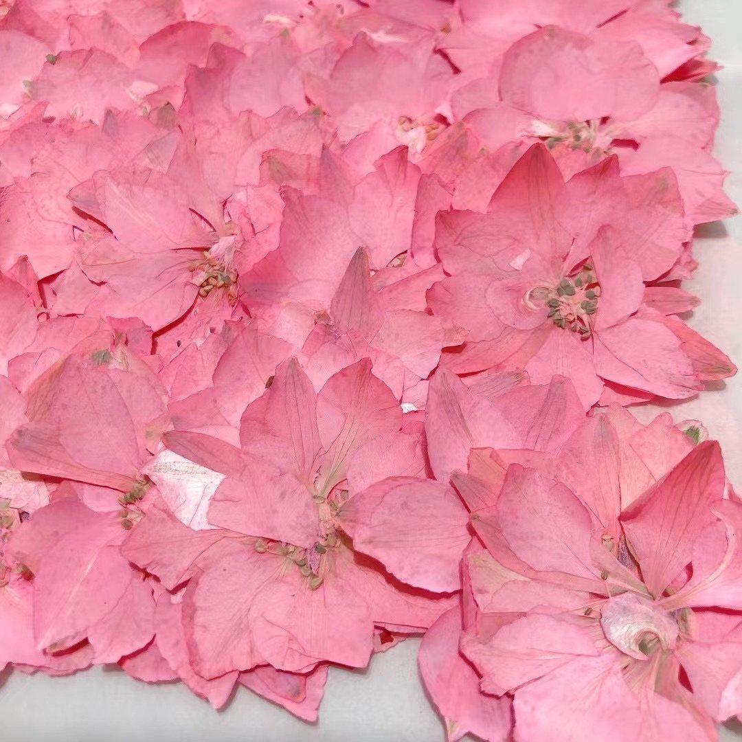 Delphinium Larkspur 2022 Hot sales Real Dried Pressed Flowers for resin crafts