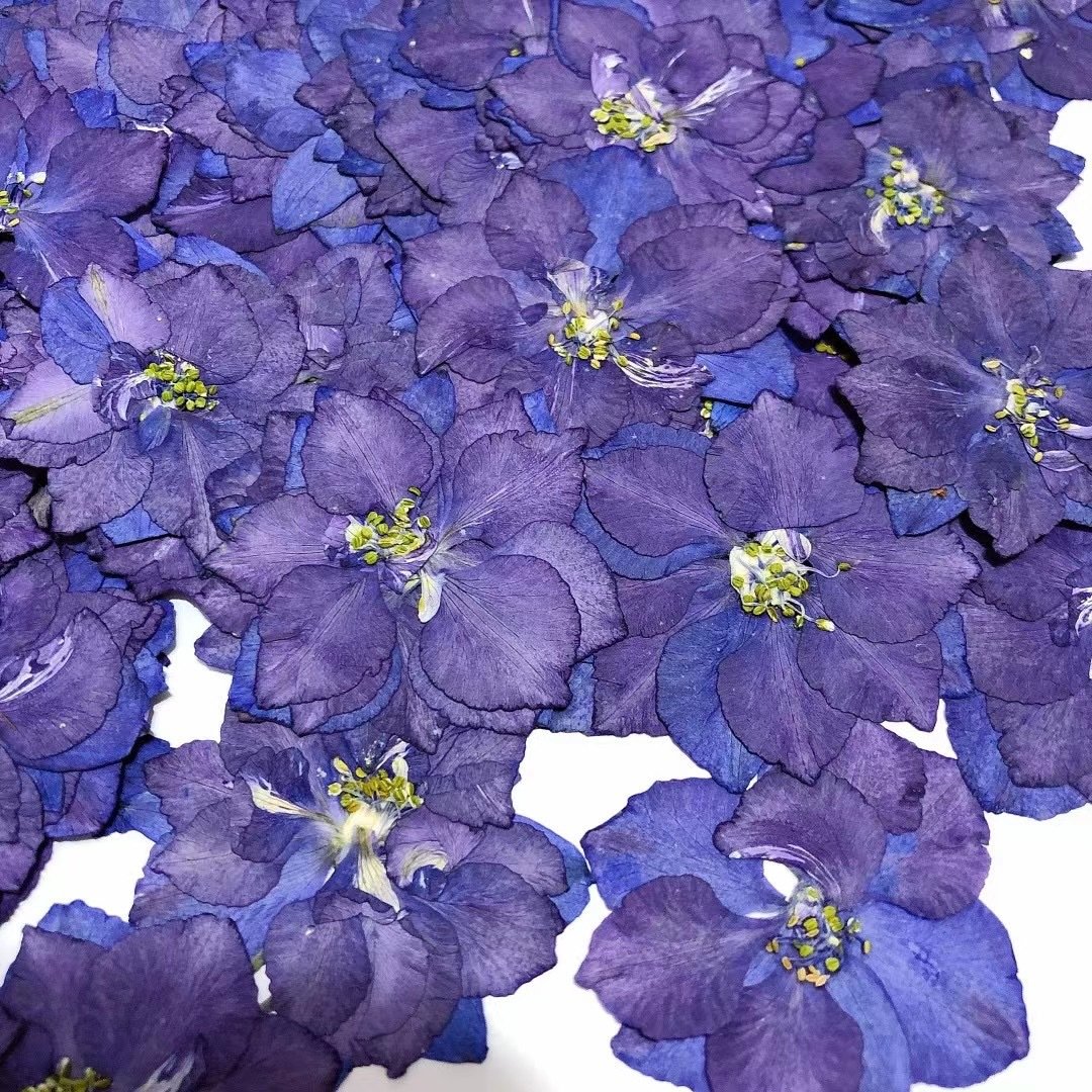 Delphinium Larkspur 2022 Hot sales Real Dried Pressed Flowers for resin crafts