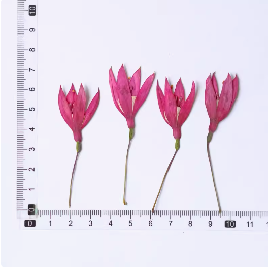 Fuchsia Pressed Flowers With Bud Scrapbooking Epoxy Resin Natural Plant Eco-friendly Pressed Dried Flower