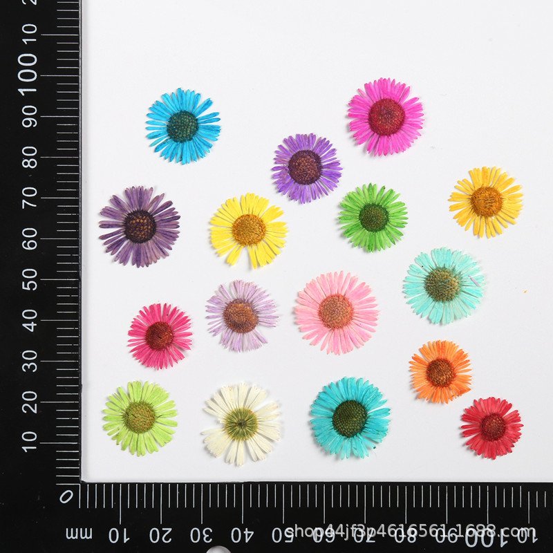 Manufacture Supply Centaurea Iberica Dried Flowers And Plants Dry Flower Bouquet Preserved Hydrangea Dried Flowers