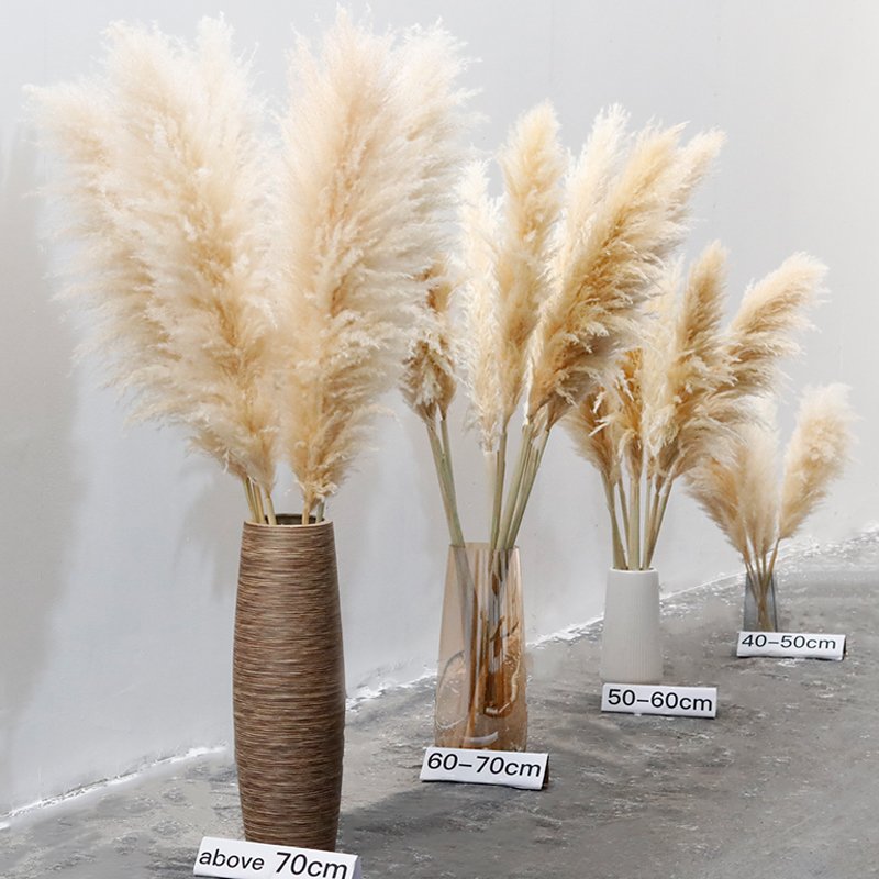 Natural Beige Pampagras Real Pampass Large Dried Flower Supplies Backdrop Stage Table Centerpieces Wedding Decor Pampas Grass
