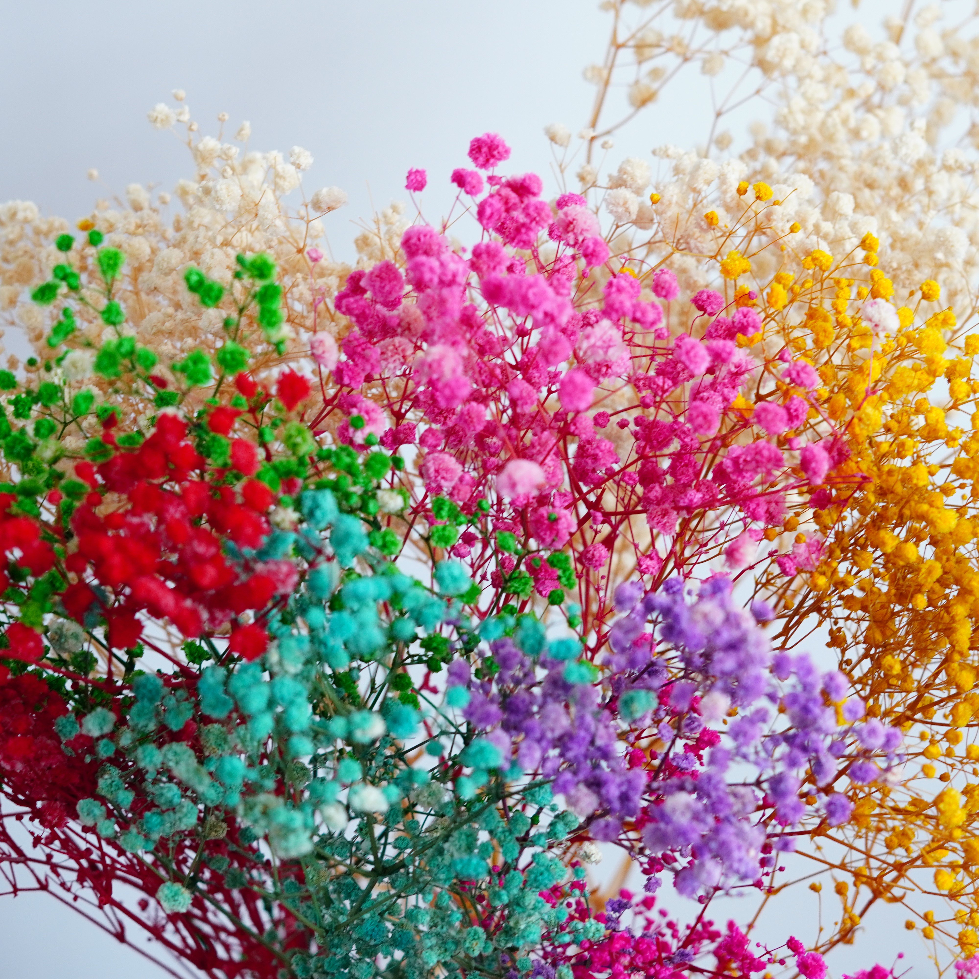 Preserved Natural BABY BREATHS Gypsophila Flower Stems | Dried Flowers | DIY Wedding Bouquet Boho Decor