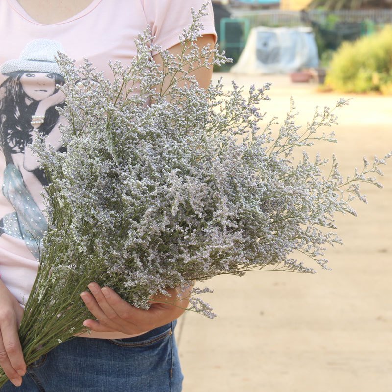 AX-20 Natural dried Limonium flower lover grass deried limonium caspium decorative flower bunch dried flower bouquet lovergrass