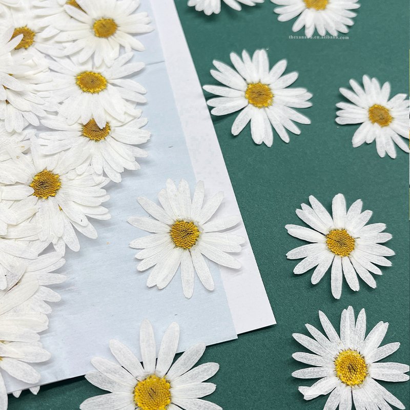 Marguerite Handmade Pressed Flower White Chrysanthemum for Art Bookmark DIY Resin Crafts Phone Case 1 Bag 12 PCs