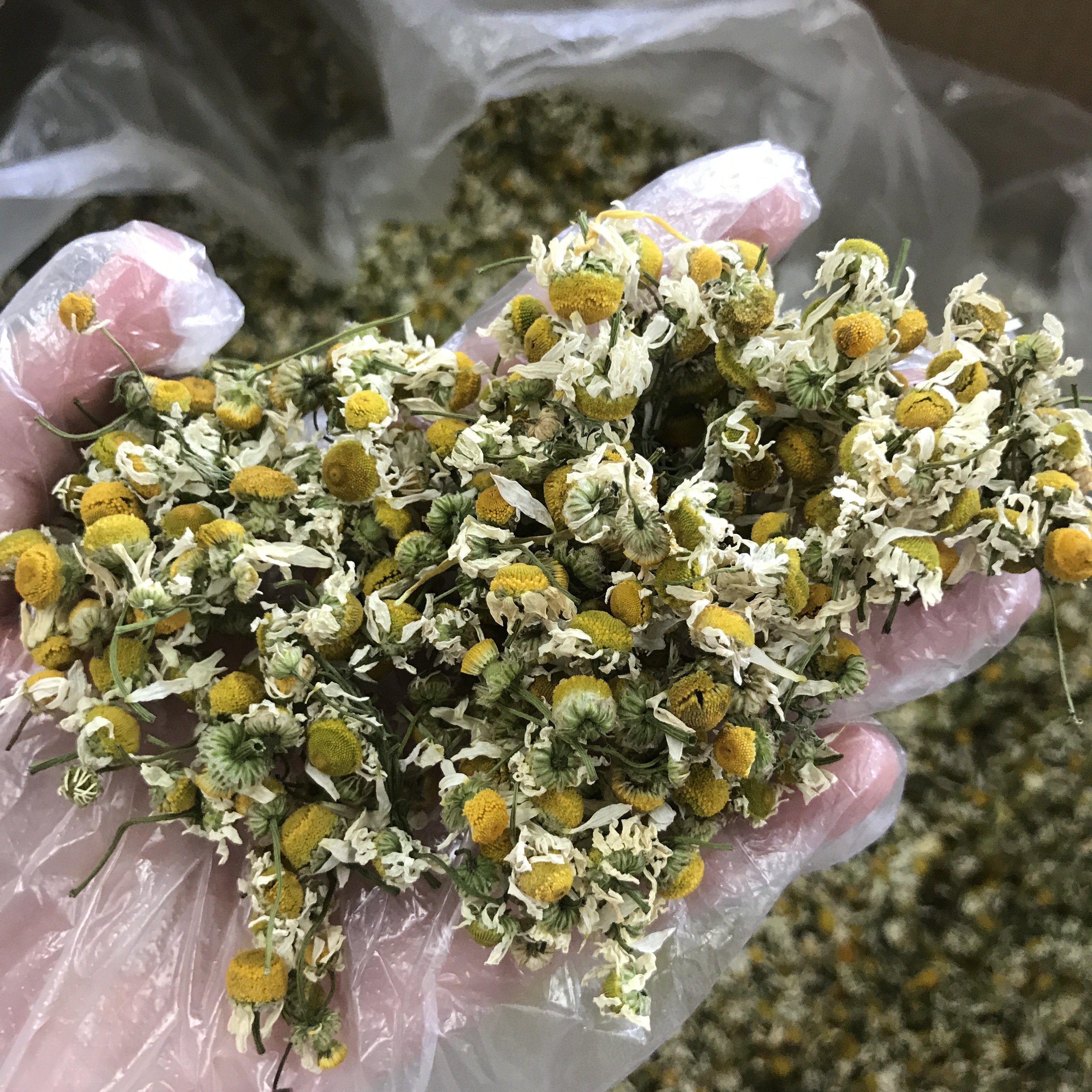 4021 Yang gan ju hot sale dried flower chamomile tea bag with biodegradable corn fiber material