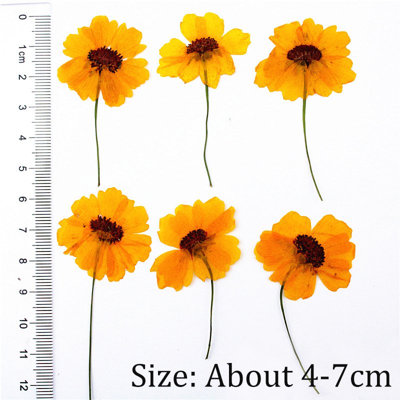 Factory Supplies Dry Flower for DIY Healing Scented Candle Making Resin Crafts Candles