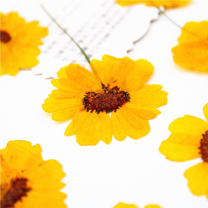 Factory Supplies Dry Flower for DIY Healing Scented Candle Making Resin Crafts Candles
