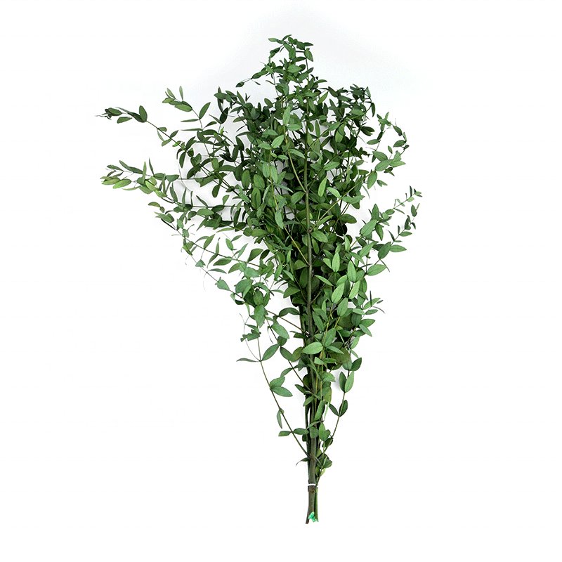 Softdream Home Decor White Blue Green Red Eucalyptus Leaf Natural Real Preserved Small Eucalyptus Leaves Branches