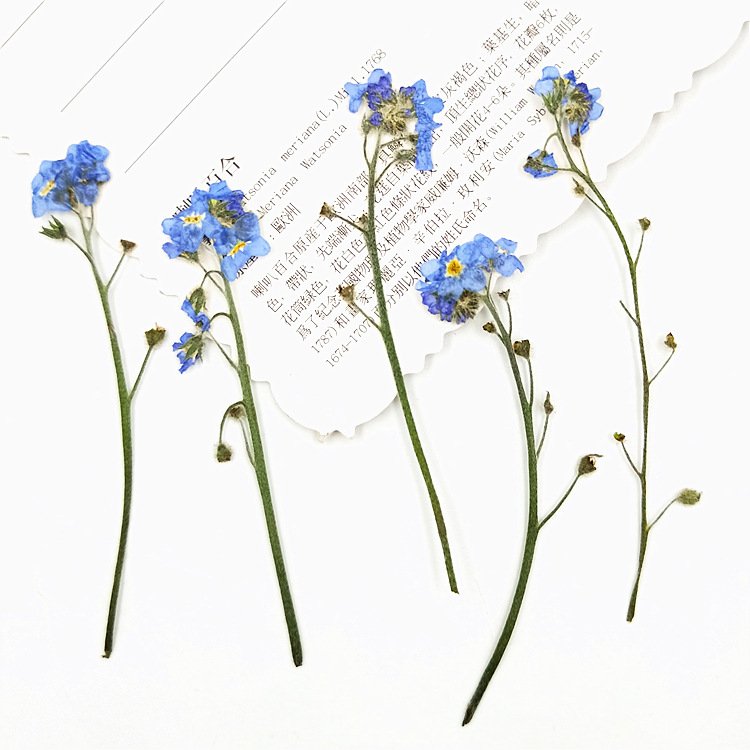 Wholesale Embossed Dried Flowers for Soy Wax Candle Make Floral Candles Gift