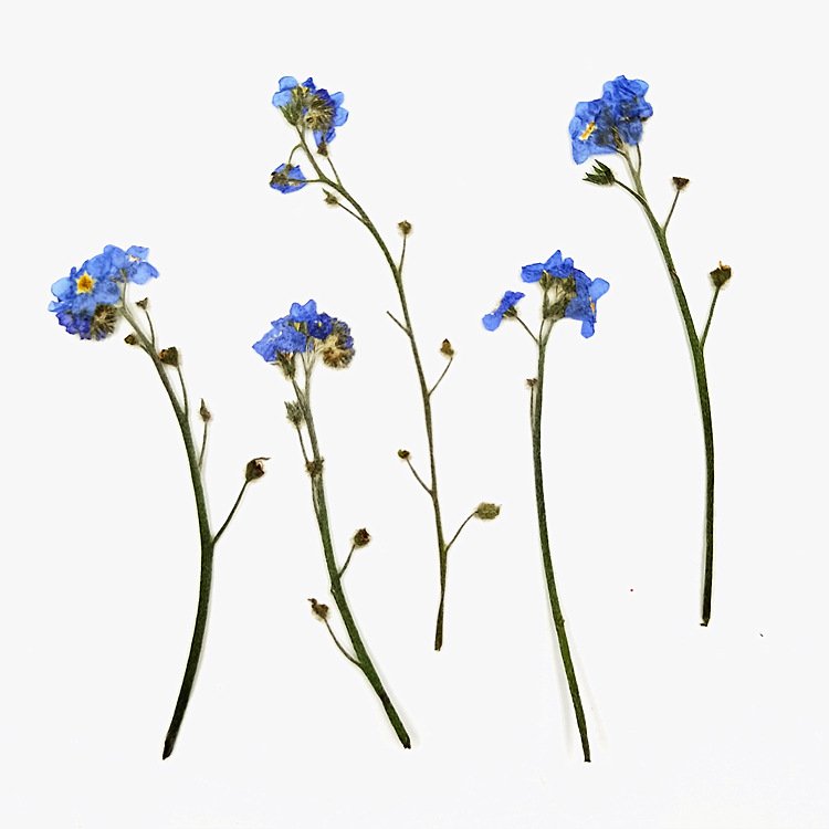 Wholesale Embossed Dried Flowers for Soy Wax Candle Make Floral Candles Gift