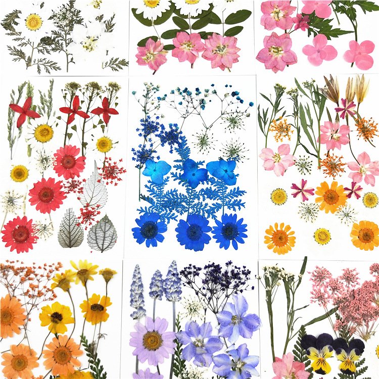 JDF-006 Factory Sale Various Colorful Diy Real Dried Pressed Flowers For Dried Flower Pressed