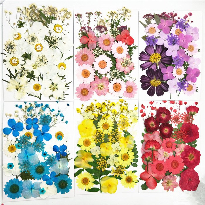 JDF-006 Factory Sale Various Colorful Diy Real Dried Pressed Flowers For Dried Flower Pressed