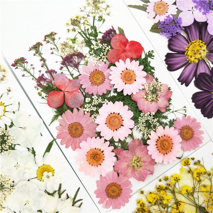 JDF-006 Factory Sale Various Colorful Diy Real Dried Pressed Flowers For Dried Flower Pressed