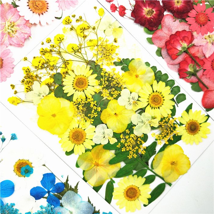 JDF-006 Factory Sale Various Colorful Diy Real Dried Pressed Flowers For Dried Flower Pressed