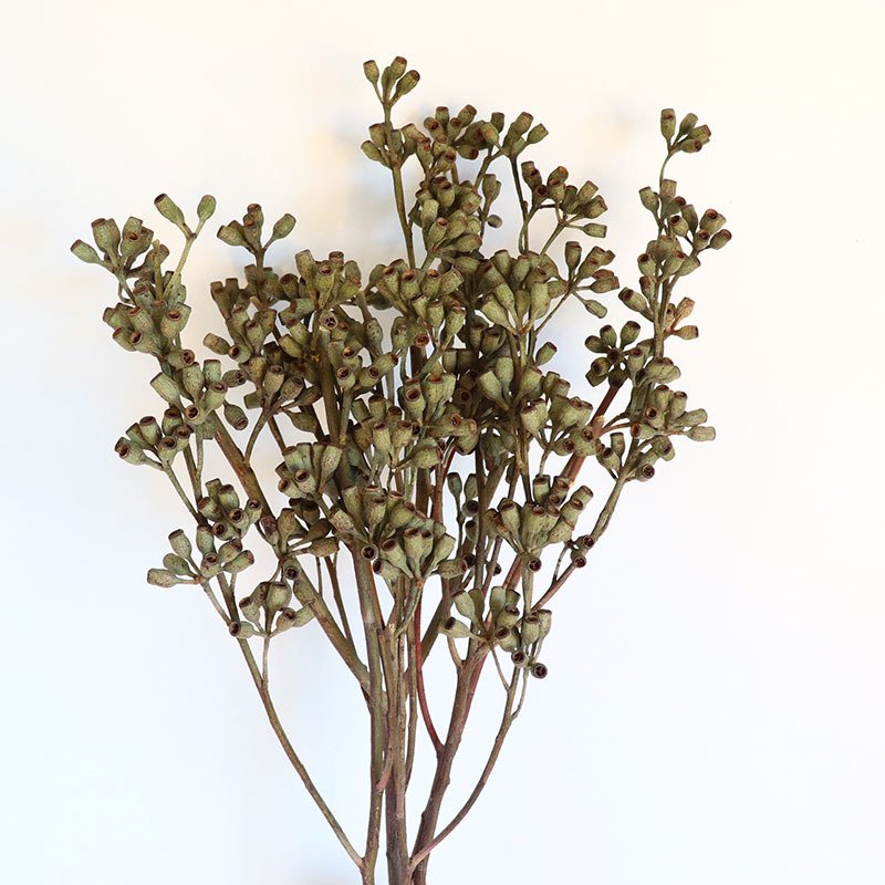 PPS11 Eucalyptu seeds dried flower corn poppy dried globulus Labill zombie fruit Eucalyptus fruit for indoor decor arrangement
