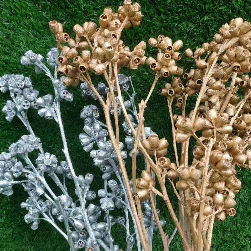 PPS11 Eucalyptu seeds dried flower corn poppy dried globulus Labill zombie fruit Eucalyptus fruit for indoor decor arrangement