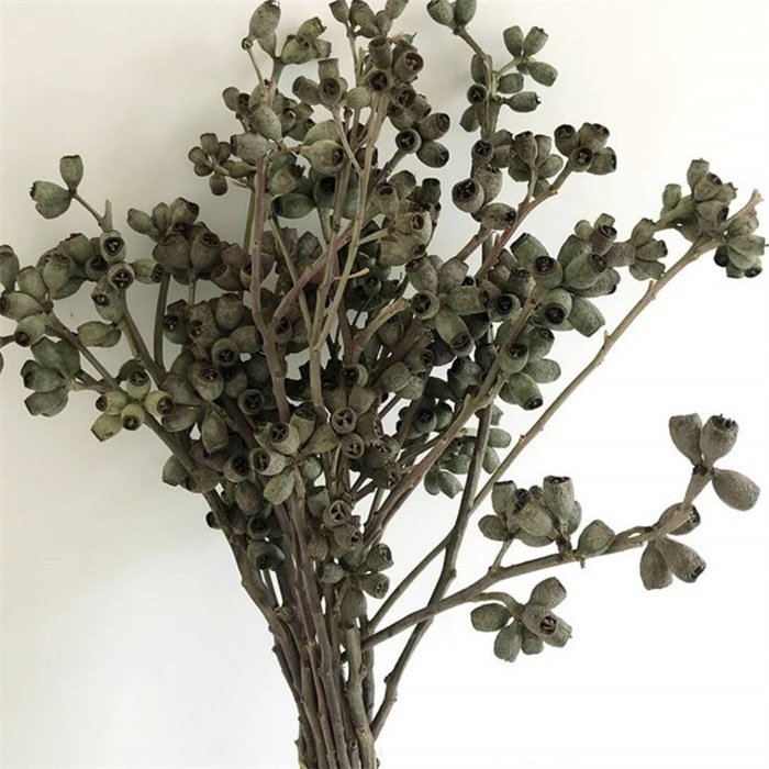 PPS11 Eucalyptu seeds dried flower corn poppy dried globulus Labill zombie fruit Eucalyptus fruit for indoor decor arrangement
