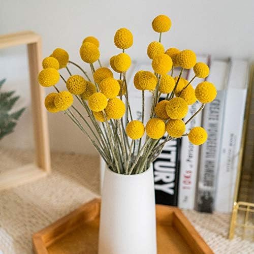 30Pcs Natural Craspedia Dried Flowers Yellow Billy Buttons Balls Bouquet Bundles, Real Freshly Harvested Dry Plant Bunch Arrange