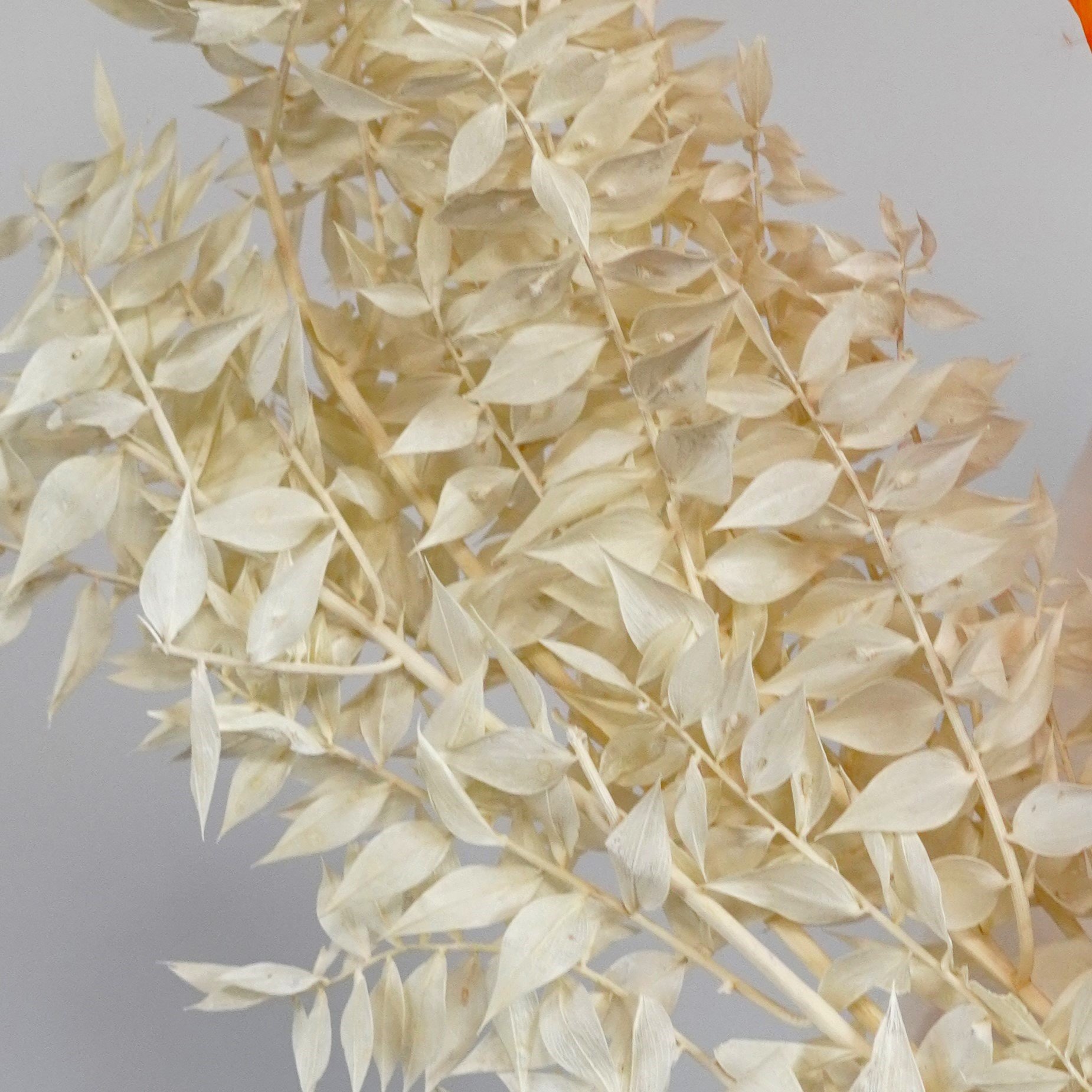 Bleached Preserved Ruscus - White / Rustic Home Decor / Dried Flowers Wholesale