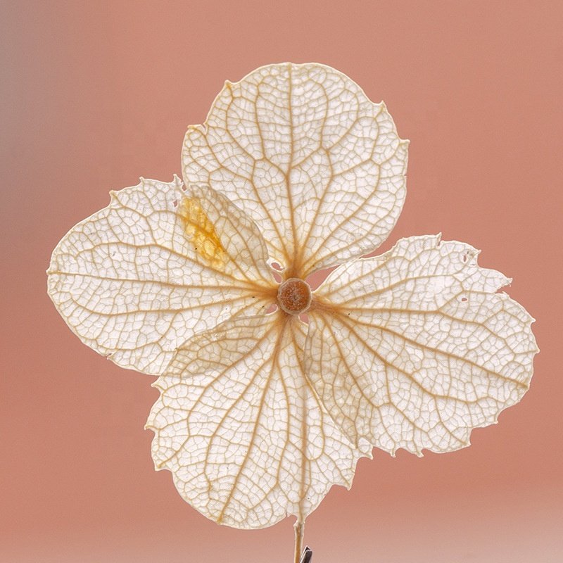 MNR 2001 Natural white color hydrangea flower for DIY resin flower handcraft