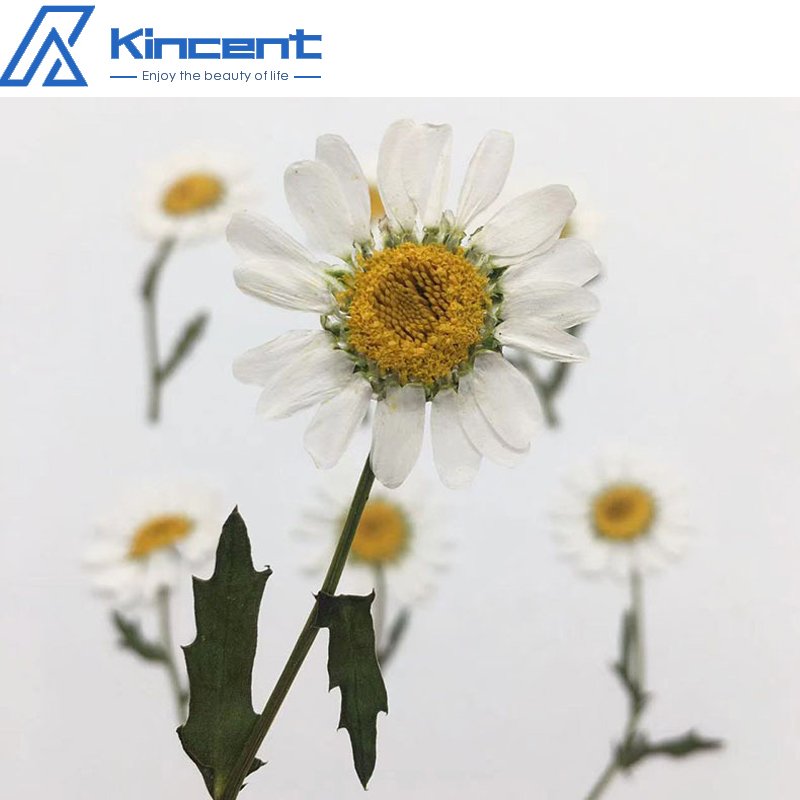 Dried Original Flowers Pressed Little Daisy With Stem Dried Pressed Flowers For Crafts Art Resin