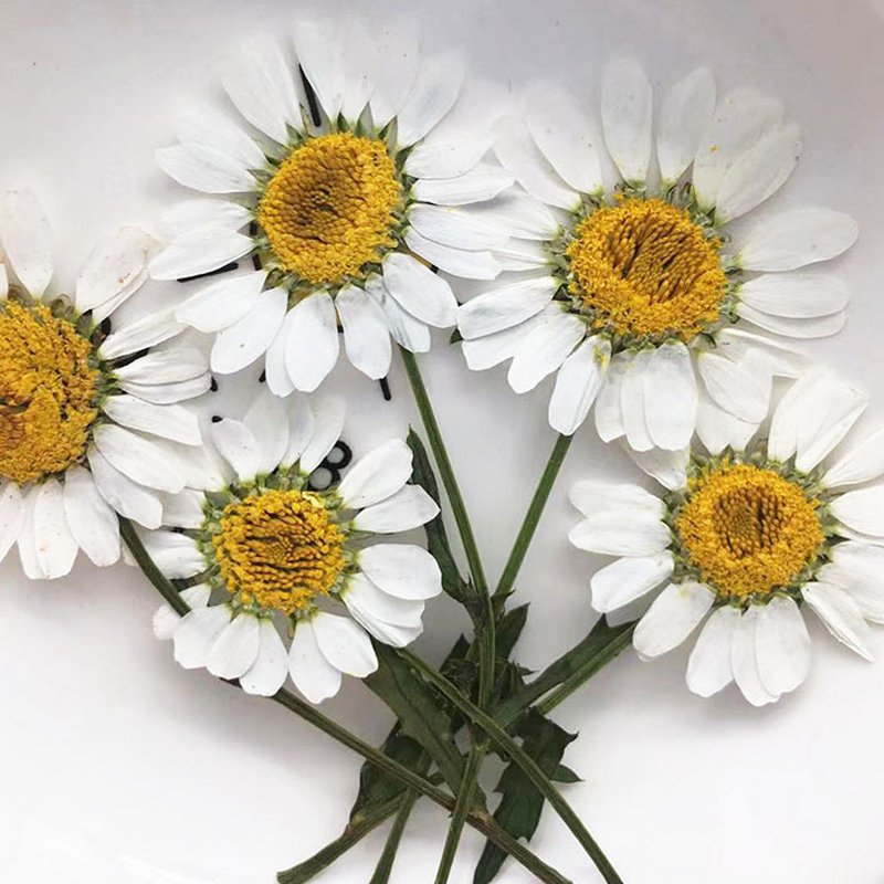 Dried Original Flowers Pressed Little Daisy With Stem Dried Pressed Flowers For Crafts Art Resin