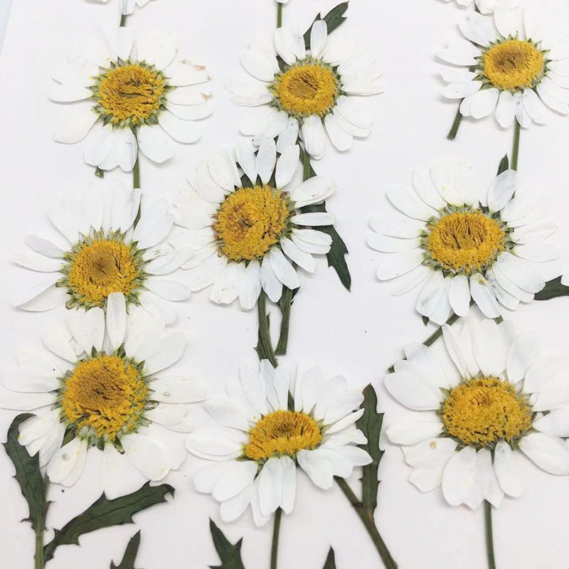 Dried Original Flowers Pressed Little Daisy With Stem Dried Pressed Flowers For Crafts Art Resin