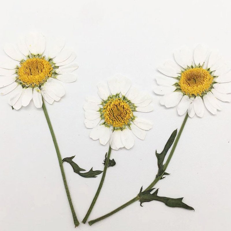 Dried Original Flowers Pressed Little Daisy With Stem Dried Pressed Flowers For Crafts Art Resin