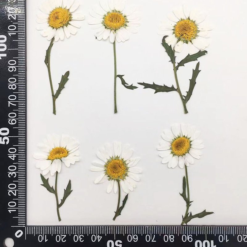 Dried Original Flowers Pressed Little Daisy With Stem Dried Pressed Flowers For Crafts Art Resin