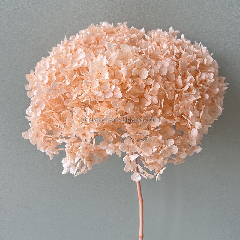 E Wholesale dry floral decoration preserved dried Eternal Flowers Anna Hydrangea eternal dried flower Anna Hydrangea flowers