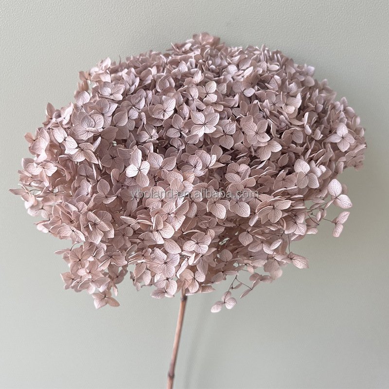 E Wholesale dry floral decoration preserved dried Eternal Flowers Anna Hydrangea eternal dried flower Anna Hydrangea flowers