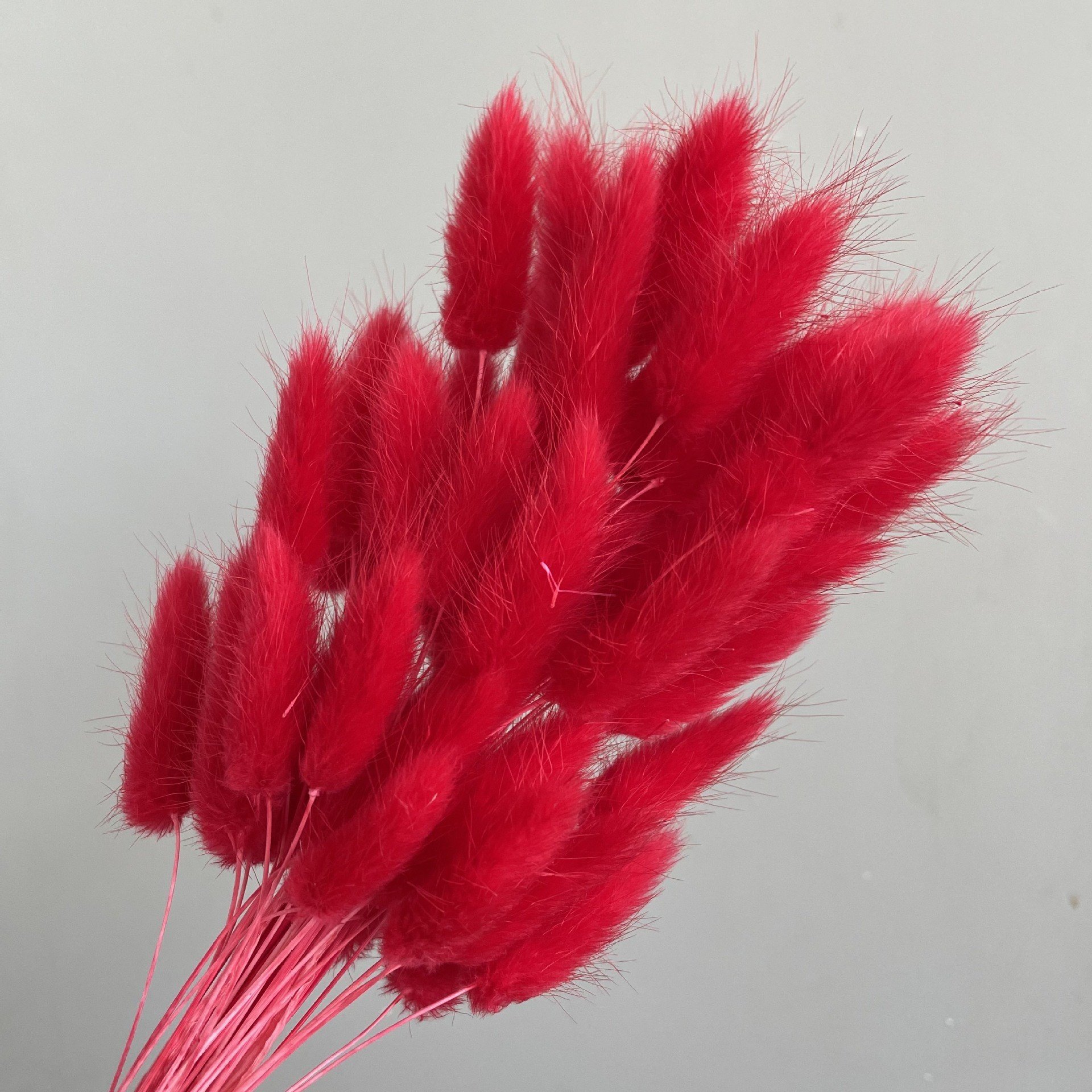 DP-003 Wholesale Dry flower pampas flower bouquets 50 heads Rabbits Tail Grass Bunny Tails Dried Flowers