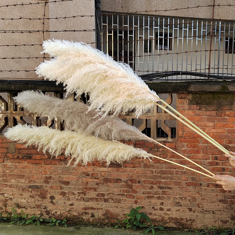 G1 Factory direct selling Natural Dried Flowers Large Plume Beige Pampas Grass Home Wedding Flowers Decorations Pampas grass