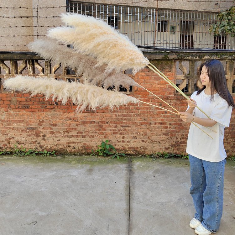 G1 Factory direct selling Natural Dried Flowers Large Plume Beige Pampas Grass Home Wedding Flowers Decorations Pampas grass
