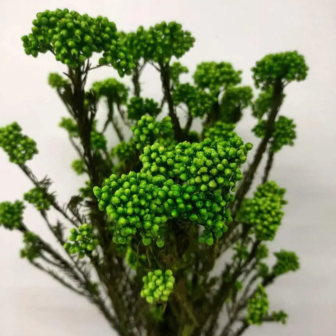 Natural Plants Preserved dried flowers millet rice flower Ozothamnus diosmifolius decoration flowers for Bouquets Florist