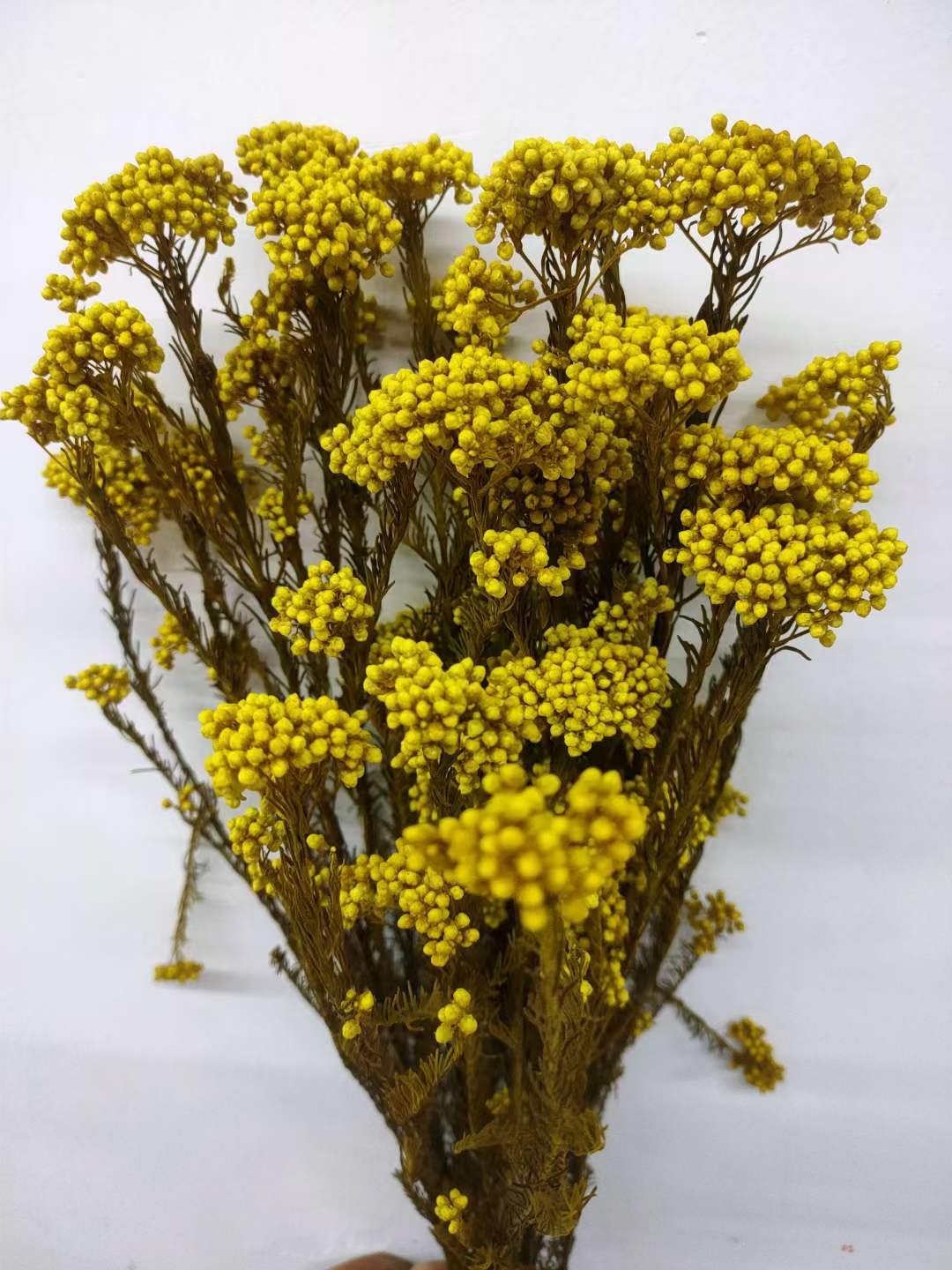 Natural Plants Preserved dried flowers millet rice flower Ozothamnus diosmifolius decoration flowers for Bouquets Florist