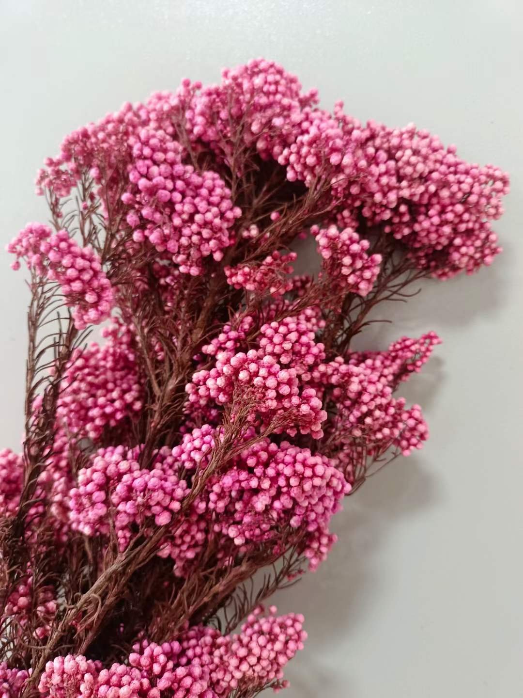 Natural Plants Preserved dried flowers millet rice flower Ozothamnus diosmifolius decoration flowers for Bouquets Florist