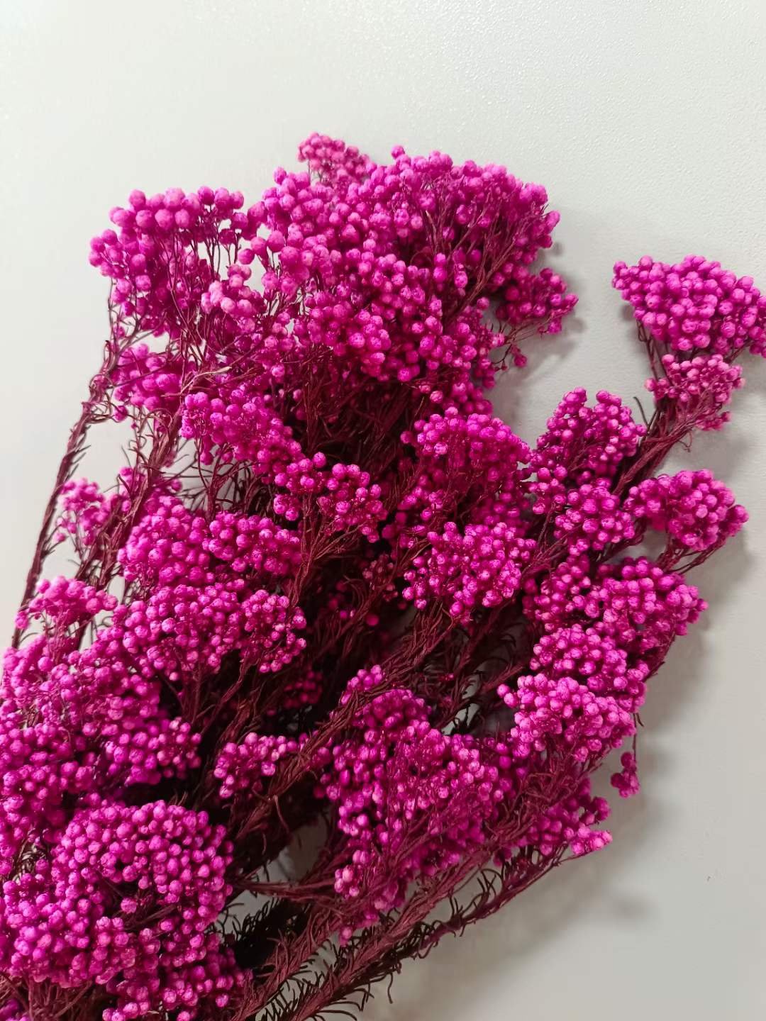 Natural Plants Preserved dried flowers millet rice flower Ozothamnus diosmifolius decoration flowers for Bouquets Florist