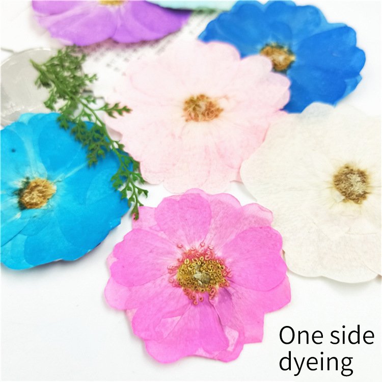 China Rose Rosa Chinensis Chinese Rose Flower Dyed Colored Dried Flowers Pillar Candle Led Lamp Silica Gel Flower Drying