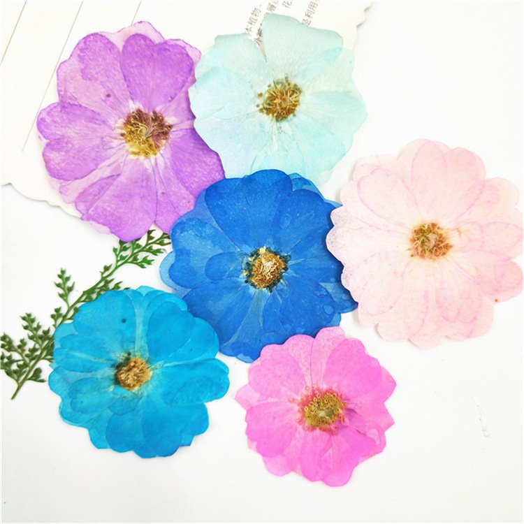 China Rose Rosa Chinensis Chinese Rose Flower Dyed Colored Dried Flowers Pillar Candle Led Lamp Silica Gel Flower Drying