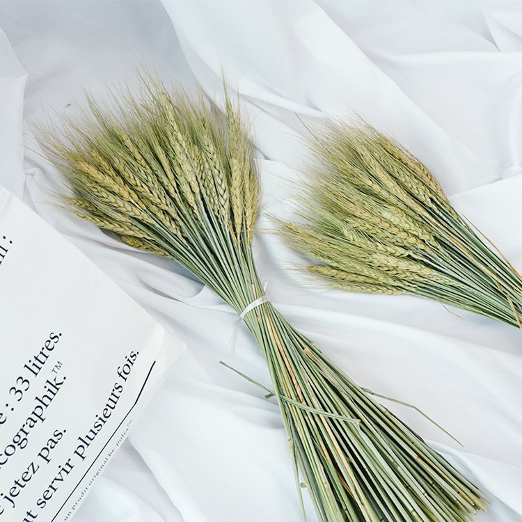 SumFlora Wholesale ins hot Products Natural dried barley for Florist supply
