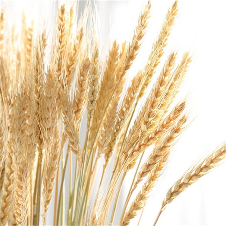 SumFlora Wholesale ins hot Products Natural dried barley for Florist supply