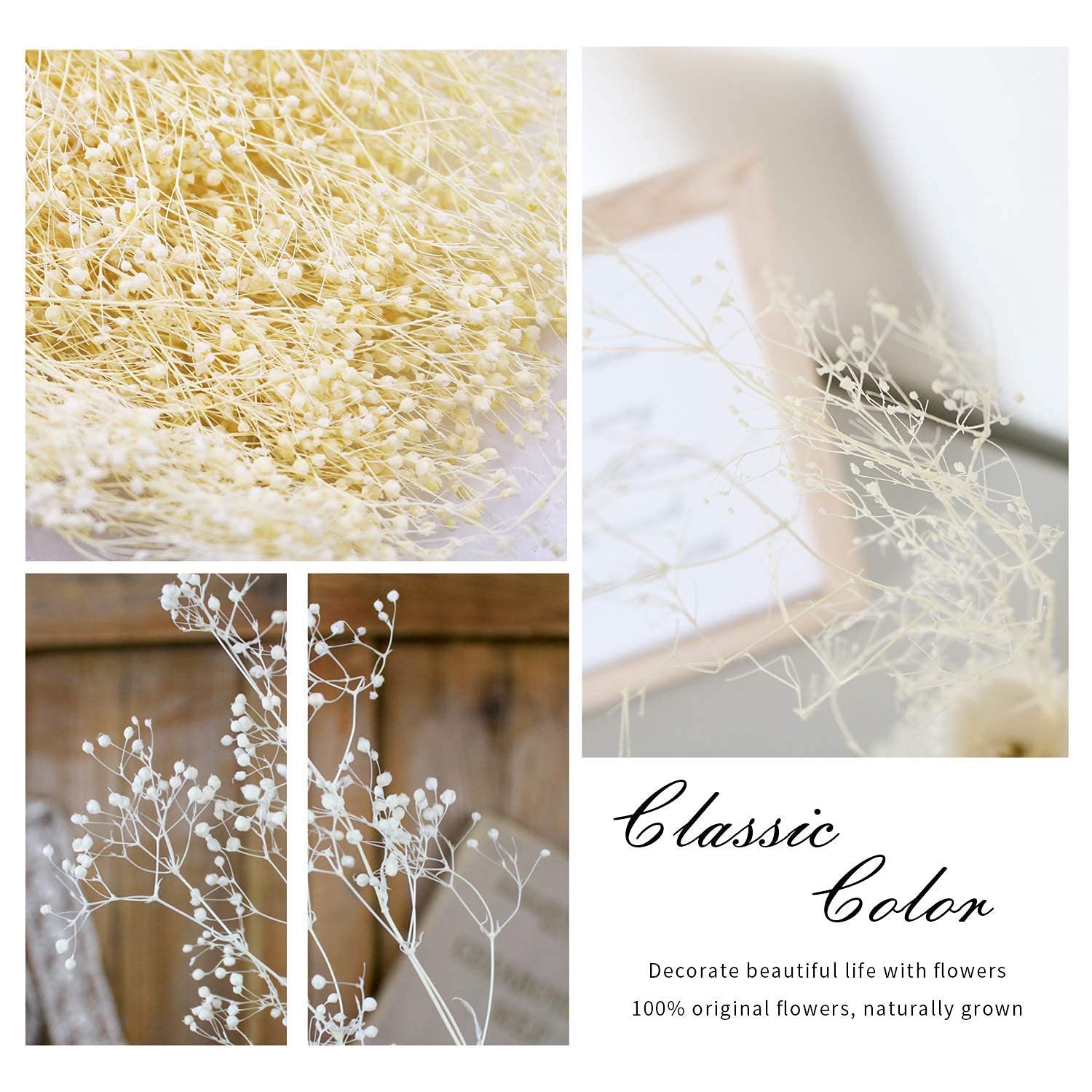 Dried Gypsophila Flower Bundles Baby Breath 100% Natural for Wedding DIY Arrangements Home Decorations Million Star Dried