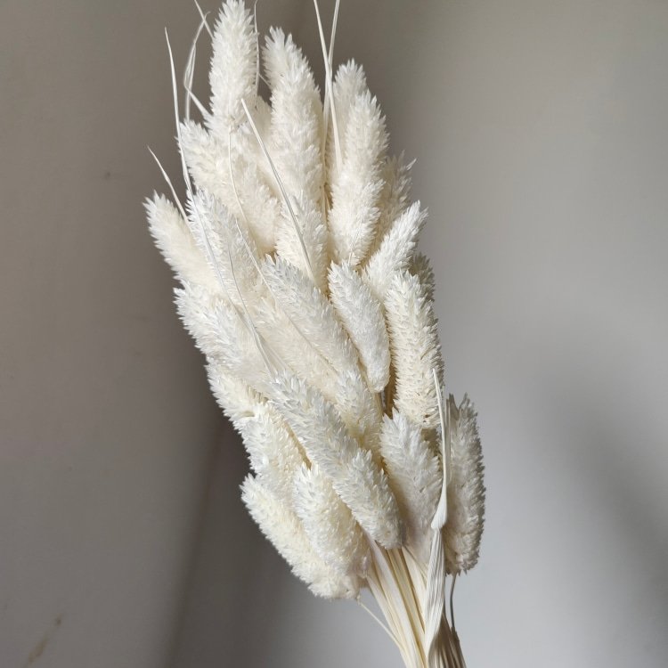 Real Gem Grass for Flower Arrangements and Wedding/Bouquet Making dried flower phalaris for Home and Graduation Decorations