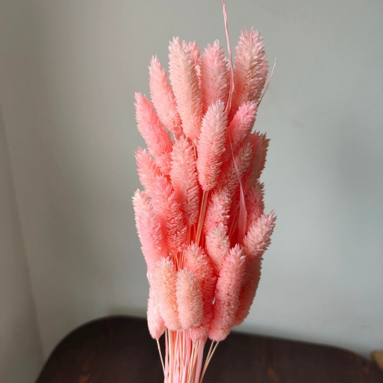 Real Gem Grass for Flower Arrangements and Wedding/Bouquet Making dried flower phalaris for Home and Graduation Decorations