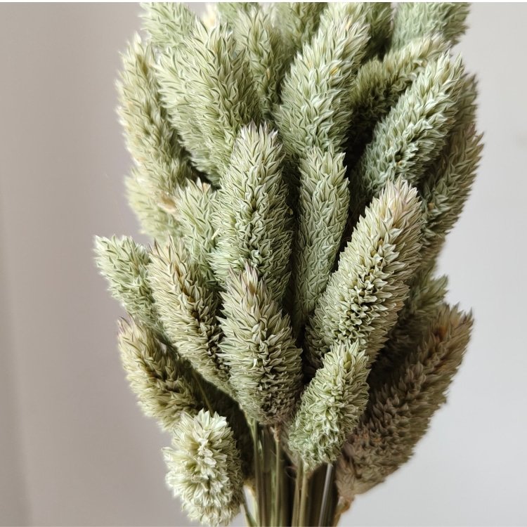 Real Gem Grass for Flower Arrangements and Wedding/Bouquet Making dried flower phalaris for Home and Graduation Decorations